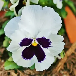 Pansy Seeds - Mixed Colors Flower Seeds 250Pcs - Perennial, Fragrant, Deer Resistant for Beds, Borders & Containers