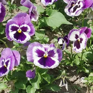 Pansy Seeds - Mixed Colors Flower Seeds 250Pcs - Perennial, Fragrant, Deer Resistant for Beds, Borders & Containers