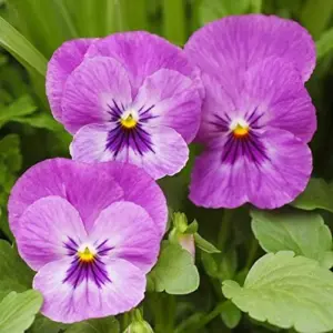 Pansy Seeds - Mixed Colors Flower Seeds 250Pcs - Perennial, Fragrant, Deer Resistant for Beds, Borders & Containers