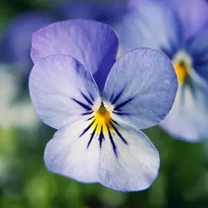Pansy Seeds - Mixed Colors Flower Seeds 250Pcs - Perennial, Fragrant, Deer Resistant for Beds, Borders & Containers