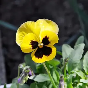 Pansy Seeds - Mixed Colors Flower Seeds 250Pcs - Perennial, Fragrant, Deer Resistant for Beds, Borders & Containers