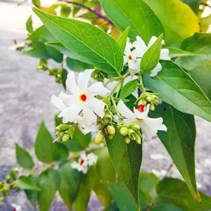 Parijat Flower Seeds, Fragrant White Ornamental, 10 Count, Organic, Outdoor Garden Decor