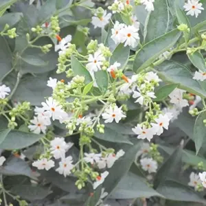 Parijat Flower Seeds, Fragrant White Ornamental, 10 Count, Organic, Outdoor Garden Decor