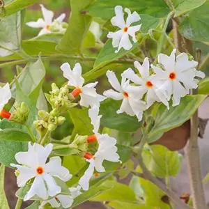 Parijat Flower Seeds, Fragrant White Ornamental, 10 Count, Organic, Outdoor Garden Decor