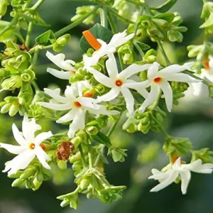 Parijat Flower Seeds, Fragrant White Ornamental, 10 Count, Organic, Outdoor Garden Decor