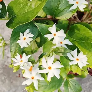 Parijat Flower Seeds, Fragrant White Ornamental, 10 Count, Organic, Outdoor Garden Decor