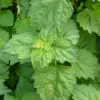 Patchouli Seeds Pogostemon Cablin Aromatic Herb Garden Fragrance 30 Seeds