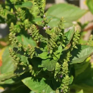 Patchouli Seeds Pogostemon Cablin Aromatic Herb Garden Fragrance 30 Seeds