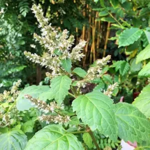 Patchouli Seeds Pogostemon Cablin Aromatic Herb Garden Fragrance 30 Seeds