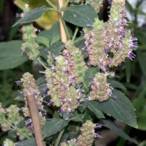Patchouli Seeds Pogostemon Cablin Aromatic Herb Garden Fragrance 30 Seeds