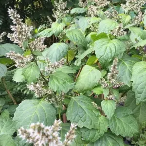 Patchouli Seeds Pogostemon Cablin Aromatic Herb Garden Fragrance 30 Seeds