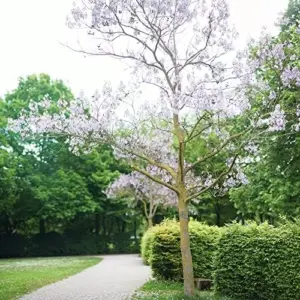 Paulownia Fortunei Seeds - Empress Tree, Royal Paulownia - Fast Growing Deciduous Tree, Fragrant, Attracts Pollinators, Outdoor Ornamental Garden Plant, Approx 95162 Seeds, Pale Purple/Lavender Flowers