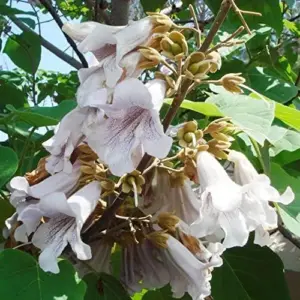 Paulownia Fortunei Seeds - Empress Tree, Royal Paulownia - Fast Growing Deciduous Tree, Fragrant, Attracts Pollinators, Outdoor Ornamental Garden Plant, Approx 95162 Seeds, Pale Purple/Lavender Flowers