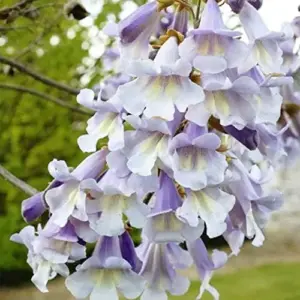 Paulownia Fortunei Seeds - Empress Tree, Royal Paulownia - Fast Growing Deciduous Tree, Fragrant, Attracts Pollinators, Outdoor Ornamental Garden Plant, Approx 95162 Seeds, Pale Purple/Lavender Flowers