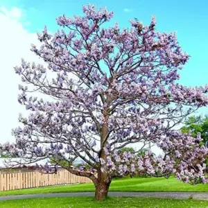 Paulownia Fortunei Seeds - Empress Tree, Royal Paulownia - Fast Growing Deciduous Tree, Fragrant, Attracts Pollinators, Outdoor Ornamental Garden Plant, Approx 95162 Seeds, Pale Purple/Lavender Flowers