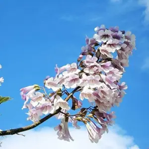 Paulownia Fortunei Seeds - Empress Tree, Royal Paulownia - Fast Growing Deciduous Tree, Fragrant, Attracts Pollinators, Outdoor Ornamental Garden Plant, Approx 95162 Seeds, Pale Purple/Lavender Flowers