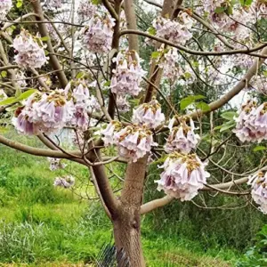 Paulownia Fortunei Seeds - Empress Tree, Royal Paulownia - Fast Growing Deciduous Tree, Fragrant, Attracts Pollinators, Outdoor Ornamental Garden Plant, Approx 95162 Seeds, Pale Purple/Lavender Flowers