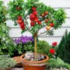 Peach Seeds Large Fruit Sweet Delicious Flavor Juicy Ornamental Self-Pollinating Patio Container Garden Indoor Outdoor 10Pcs Fruit Tree Seeds Green Pink