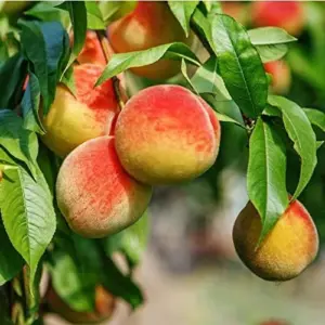 Peach Seeds Large Fruit Sweet Delicious Flavor Juicy Ornamental Self-Pollinating Patio Container Garden Indoor Outdoor 10Pcs Fruit Tree Seeds Green Pink