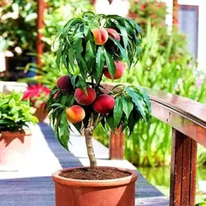 Peach Seeds Large Fruit Sweet Delicious Flavor Juicy Ornamental Self-Pollinating Patio Container Garden Indoor Outdoor 10Pcs Fruit Tree Seeds Green Pink