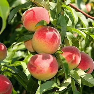 Peach Seeds Large Fruit Sweet Delicious Flavor Juicy Ornamental Self-Pollinating Patio Container Garden Indoor Outdoor 10Pcs Fruit Tree Seeds Green Pink