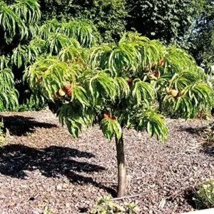 Peach Seeds Large Fruit Sweet Delicious Flavor Juicy Ornamental Self-Pollinating Patio Container Garden Indoor Outdoor 10Pcs Fruit Tree Seeds Green Pink