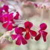 Pelargonium Sidoides Seeds African Geranium Perennial Drought Tolerant Fragrant Evergreen Low Maintenance Outdoor Plant Seeds 30 Pcs Red