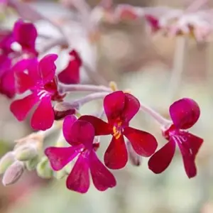 Pelargonium Sidoides Seeds African Geranium Perennial Drought Tolerant Fragrant Evergreen Low Maintenance Outdoor Plant Seeds 30 Pcs Red