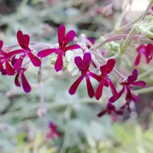 Pelargonium Sidoides Seeds African Geranium Perennial Drought Tolerant Fragrant Evergreen Low Maintenance Outdoor Plant Seeds 30 Pcs Red
