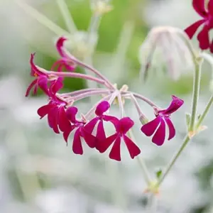 Pelargonium Sidoides Seeds African Geranium Perennial Drought Tolerant Fragrant Evergreen Low Maintenance Outdoor Plant Seeds 30 Pcs Red