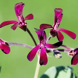 Pelargonium Sidoides Seeds African Geranium Perennial Drought Tolerant Fragrant Evergreen Low Maintenance Outdoor Plant Seeds 30 Pcs Red