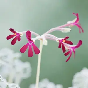 Pelargonium Sidoides Seeds African Geranium Perennial Drought Tolerant Fragrant Evergreen Low Maintenance Outdoor Plant Seeds 30 Pcs Red