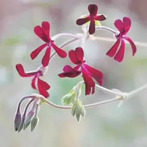 Pelargonium Sidoides Seeds African Geranium Perennial Drought Tolerant Fragrant Evergreen Low Maintenance Outdoor Plant Seeds 30 Pcs Red