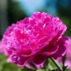 Peony Flower Seeds Perennial Plant Large Showy Fragrant Blooms 50 Count
