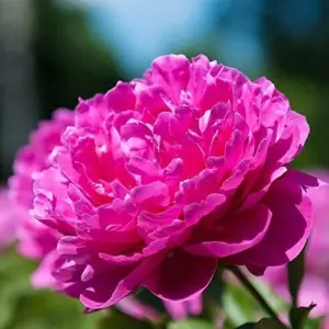 Peony Flower Seeds Perennial Plant Large Showy Fragrant Blooms 50 Count