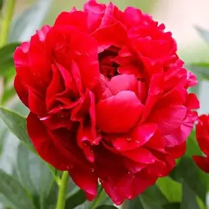 Peony Flower Seeds Perennial Plant Large Showy Fragrant Blooms 50 Count