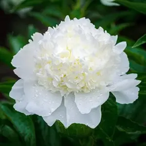 Peony Flower Seeds Perennial Plant Large Showy Fragrant Blooms 50 Count