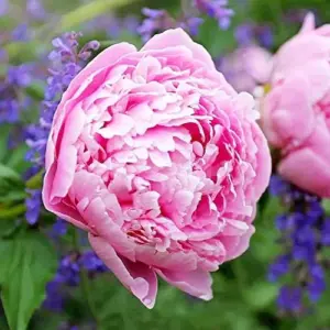 Peony Flower Seeds Perennial Plant Large Showy Fragrant Blooms 50 Count