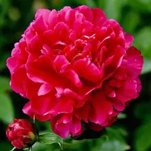Peony Flower Seeds Perennial Plant Large Showy Fragrant Blooms 50 Count