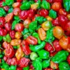 Pepper Seeds Sweet Spicy Non-GMO Annual Container Garden Plant, 100-Count Green/Yellow