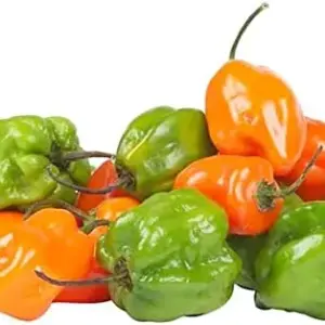 Pepper Seeds Sweet Spicy Non-GMO Annual Container Garden Plant, 100-Count Green/Yellow