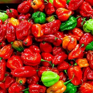 Pepper Seeds Sweet Spicy Non-GMO Annual Container Garden Plant, 100-Count Green/Yellow
