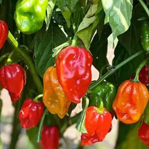 Pepper Seeds Sweet Spicy Non-GMO Annual Container Garden Plant, 100-Count Green/Yellow
