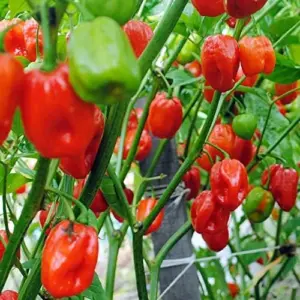 Pepper Seeds Sweet Spicy Non-GMO Annual Container Garden Plant, 100-Count Green/Yellow
