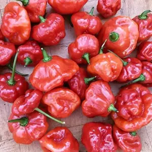 Pepper Seeds Sweet Spicy Non-GMO Annual Container Garden Plant, 100-Count Green/Yellow