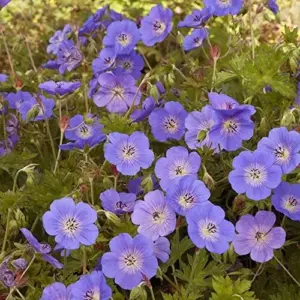 Perennial Flower Seeds Long Blooming Ground Cover, 55 Pcs, Attracts Bees & Butterflies, Low Maintenance