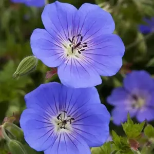 Perennial Flower Seeds Long Blooming Ground Cover, 55 Pcs, Attracts Bees & Butterflies, Low Maintenance