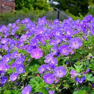 Perennial Flower Seeds Long Blooming Ground Cover, 55 Pcs, Attracts Bees & Butterflies, Low Maintenance