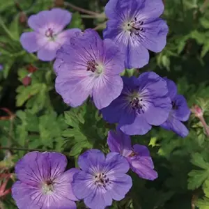 Perennial Flower Seeds Long Blooming Ground Cover, 55 Pcs, Attracts Bees & Butterflies, Low Maintenance