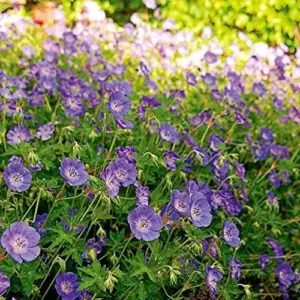 Perennial Flower Seeds Long Blooming Ground Cover, 55 Pcs, Attracts Bees & Butterflies, Low Maintenance